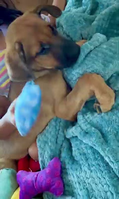 RenderedVideo.mov