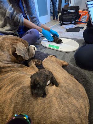 Photo 27
