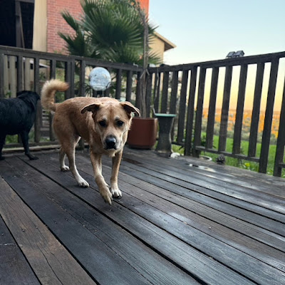 0F15068B-4A2A-4AC4-AF85-1977CF721677_1_105_c.jpeg